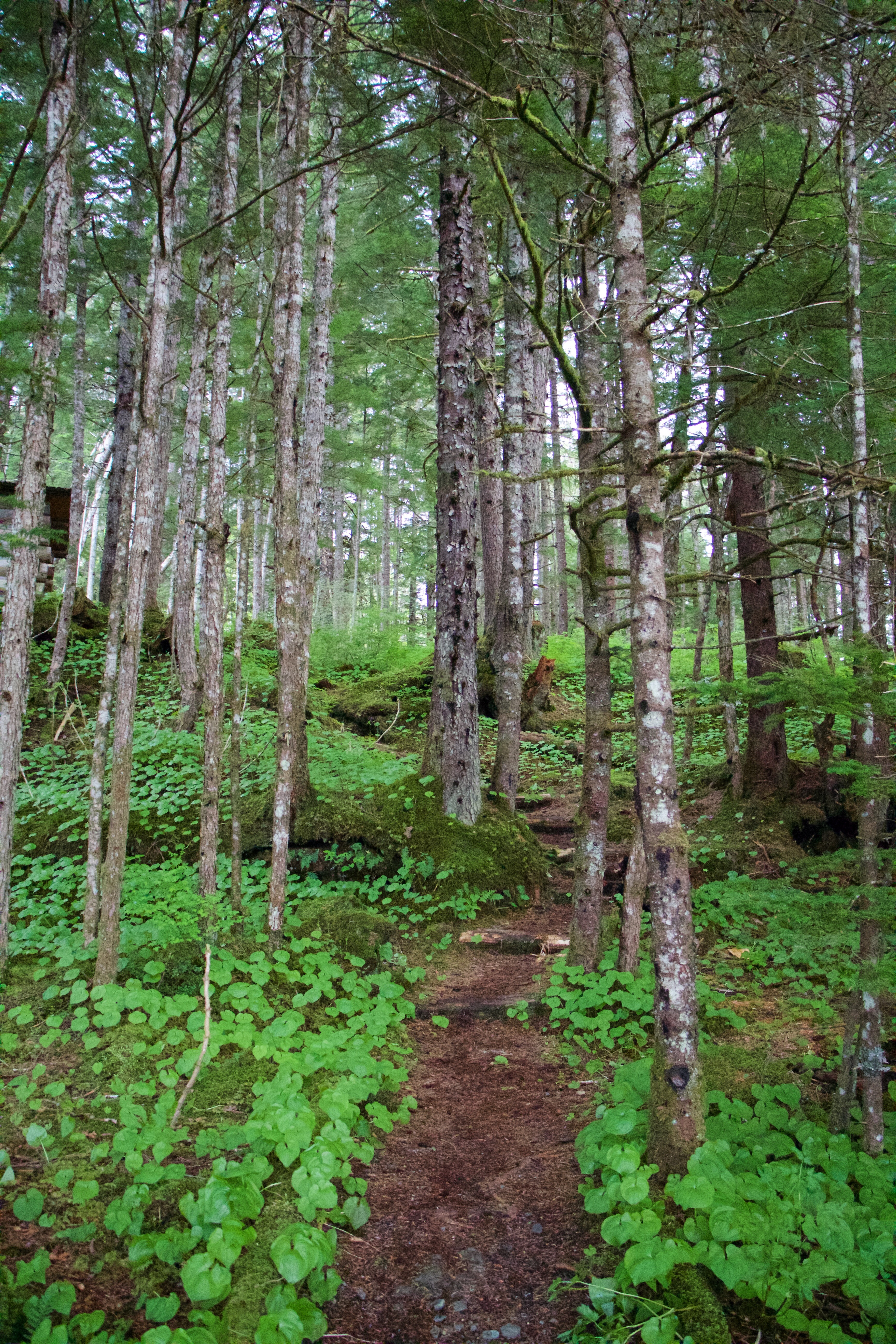 Shrine of St. Therese forest path